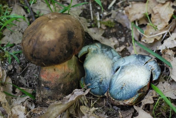 uscita 26 maggio 2009 in cerrina